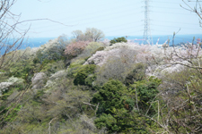 横須賀サクラ14